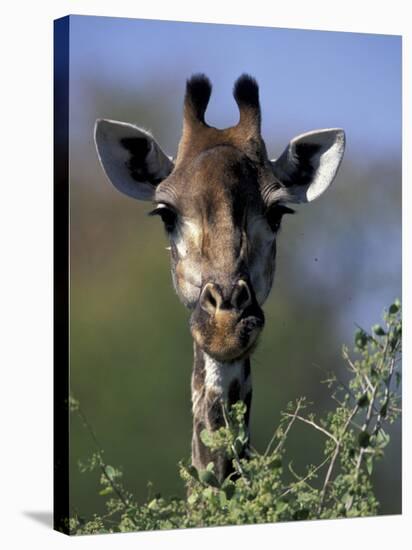 Close-up of Giraffe Feeding, South Africa-William Sutton-Stretched Canvas