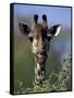 Close-up of Giraffe Feeding, South Africa-William Sutton-Framed Stretched Canvas