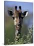 Close-up of Giraffe Feeding, South Africa-William Sutton-Stretched Canvas