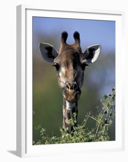 Close-up of Giraffe Feeding, South Africa-William Sutton-Framed Premium Photographic Print