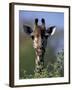 Close-up of Giraffe Feeding, South Africa-William Sutton-Framed Premium Photographic Print