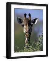 Close-up of Giraffe Feeding, South Africa-William Sutton-Framed Photographic Print