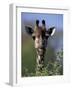 Close-up of Giraffe Feeding, South Africa-William Sutton-Framed Photographic Print