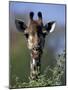 Close-up of Giraffe Feeding, South Africa-William Sutton-Mounted Photographic Print