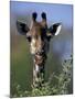 Close-up of Giraffe Feeding, South Africa-William Sutton-Mounted Photographic Print
