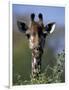 Close-up of Giraffe Feeding, South Africa-William Sutton-Framed Photographic Print