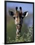 Close-up of Giraffe Feeding, South Africa-William Sutton-Framed Photographic Print