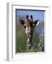 Close-up of Giraffe Feeding, South Africa-William Sutton-Framed Photographic Print