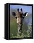 Close-up of Giraffe Feeding, South Africa-William Sutton-Framed Stretched Canvas