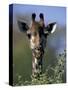 Close-up of Giraffe Feeding, South Africa-William Sutton-Stretched Canvas