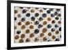 Close up of glass marbles in sand-John Gollings-Framed Photo