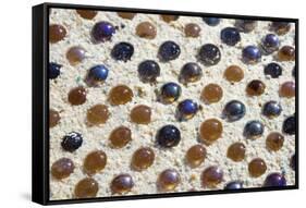 Close up of glass marbles in sand-John Gollings-Framed Stretched Canvas