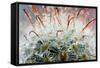 Close up of Globe Shaped Cactus with Long Thorns-lobster20-Framed Stretched Canvas