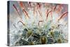 Close up of Globe Shaped Cactus with Long Thorns-lobster20-Stretched Canvas