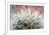 Close up of Globe Shaped Cactus with Long Thorns-lobster20-Framed Photographic Print