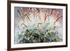 Close up of Globe Shaped Cactus with Long Thorns-lobster20-Framed Photographic Print