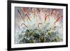 Close up of Globe Shaped Cactus with Long Thorns-lobster20-Framed Photographic Print