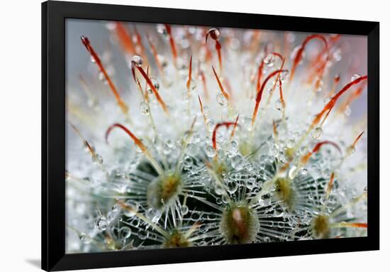 Close up of Globe Shaped Cactus with Long Thorns-lobster20-Framed Photographic Print