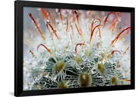 Close up of Globe Shaped Cactus with Long Thorns-lobster20-Framed Photographic Print