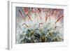 Close up of Globe Shaped Cactus with Long Thorns-lobster20-Framed Photographic Print