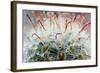 Close up of Globe Shaped Cactus with Long Thorns-lobster20-Framed Photographic Print