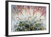 Close up of Globe Shaped Cactus with Long Thorns-lobster20-Framed Photographic Print