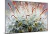 Close up of Globe Shaped Cactus with Long Thorns-lobster20-Mounted Photographic Print