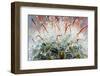 Close up of Globe Shaped Cactus with Long Thorns-lobster20-Framed Photographic Print