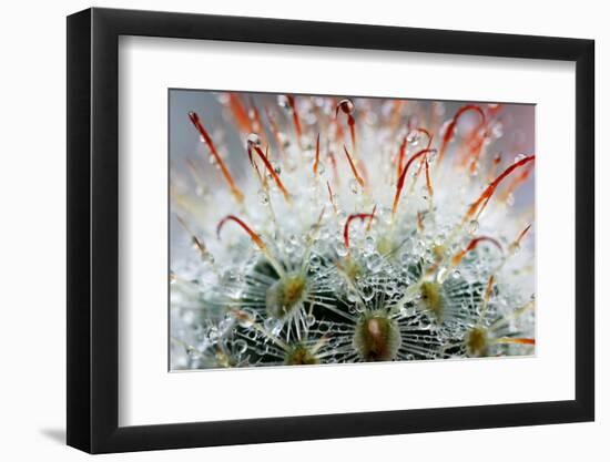 Close up of Globe Shaped Cactus with Long Thorns-lobster20-Framed Photographic Print