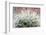 Close up of Globe Shaped Cactus with Long Thorns-lobster20-Framed Photographic Print