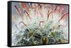 Close up of Globe Shaped Cactus with Long Thorns-lobster20-Framed Stretched Canvas