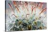 Close up of Globe Shaped Cactus with Long Thorns-lobster20-Stretched Canvas