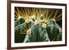 Close up of Globe Shaped Cactus with Long Thorns-Curioso-Framed Photographic Print