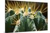 Close up of Globe Shaped Cactus with Long Thorns-Curioso-Mounted Photographic Print