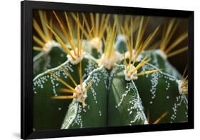 Close up of Globe Shaped Cactus with Long Thorns-Curioso-Framed Photographic Print