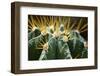 Close up of Globe Shaped Cactus with Long Thorns-Curioso-Framed Photographic Print