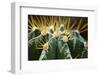 Close up of Globe Shaped Cactus with Long Thorns-Curioso-Framed Photographic Print