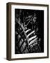 Close-up of glowing leaves, California, USA-Panoramic Images-Framed Photographic Print