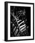 Close-up of glowing leaves, California, USA-Panoramic Images-Framed Photographic Print