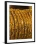 Close up of Gold Bangles on Display, the Gold Souk, Deira, Dubai, United Arab Emirates, Middle East-Amanda Hall-Framed Photographic Print
