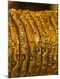 Close up of Gold Bangles on Display, the Gold Souk, Deira, Dubai, United Arab Emirates, Middle East-Amanda Hall-Mounted Photographic Print