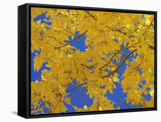 Close-Up of Golden Autumn Leaves in the Zion National Park, Utah, USA-Tomlinson Ruth-Framed Stretched Canvas