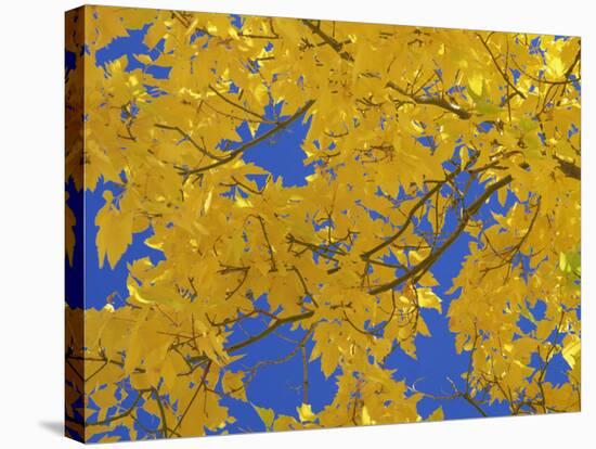 Close-Up of Golden Autumn Leaves in the Zion National Park, Utah, USA-Tomlinson Ruth-Stretched Canvas