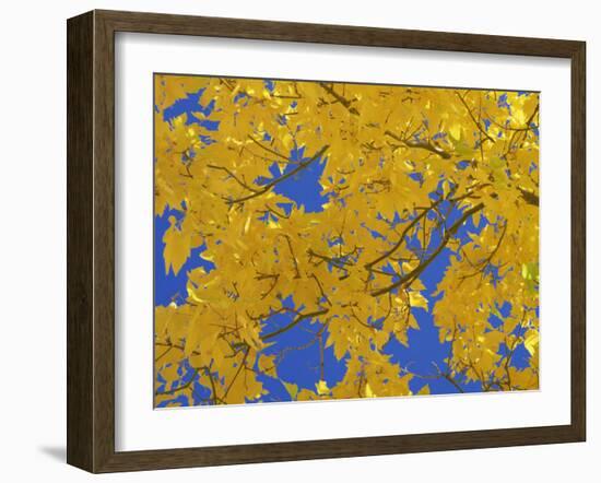 Close-Up of Golden Autumn Leaves in the Zion National Park, Utah, USA-Tomlinson Ruth-Framed Photographic Print