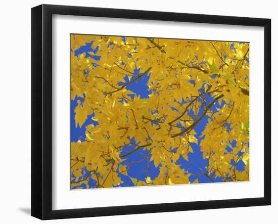 Close-Up of Golden Autumn Leaves in the Zion National Park, Utah, USA-Tomlinson Ruth-Framed Photographic Print