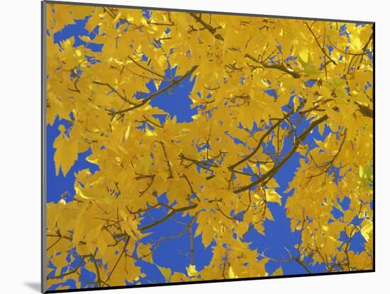 Close-Up of Golden Autumn Leaves in the Zion National Park, Utah, USA-Tomlinson Ruth-Mounted Photographic Print