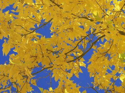 https://imgc.allpostersimages.com/img/posters/close-up-of-golden-autumn-leaves-in-the-zion-national-park-utah-usa_u-L-P7V73G0.jpg?artPerspective=n