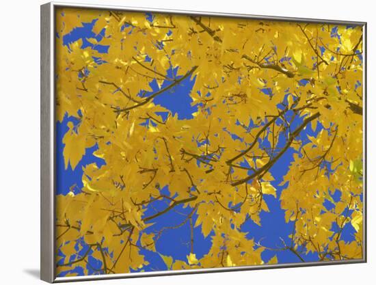 Close-Up of Golden Autumn Leaves in the Zion National Park, Utah, USA-Tomlinson Ruth-Framed Photographic Print
