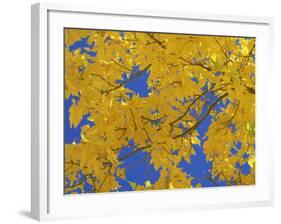 Close-Up of Golden Autumn Leaves in the Zion National Park, Utah, USA-Tomlinson Ruth-Framed Photographic Print