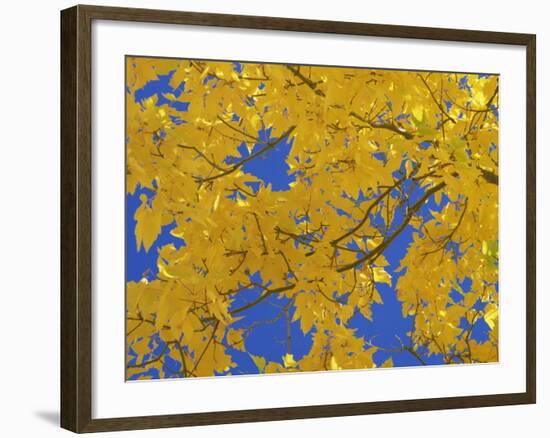 Close-Up of Golden Autumn Leaves in the Zion National Park, Utah, USA-Tomlinson Ruth-Framed Photographic Print